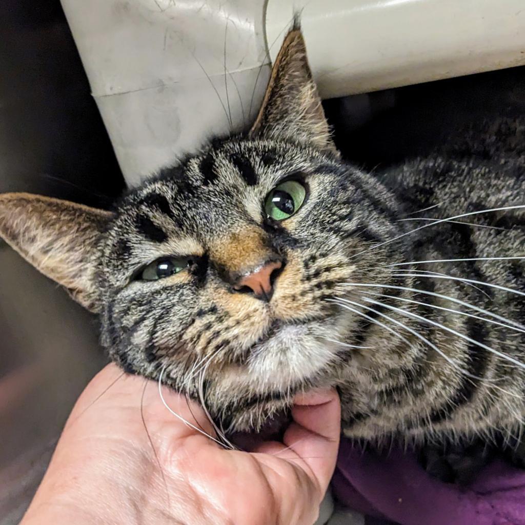 Enlarge Mellow, a Adoptable Domestic Short Hair in Normal, IL image 2/3