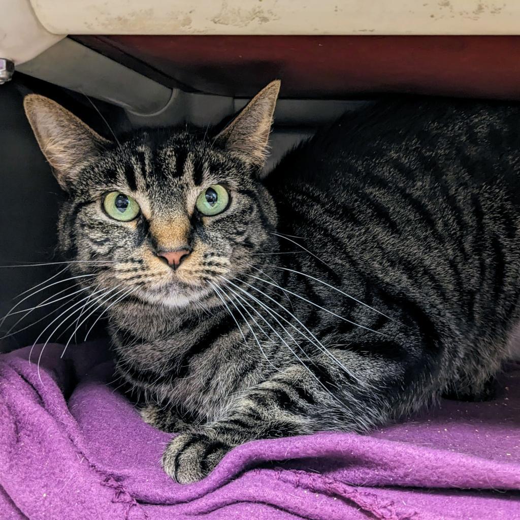 Enlarge Mellow, a Adoptable Domestic Short Hair in Normal, IL image 3/3