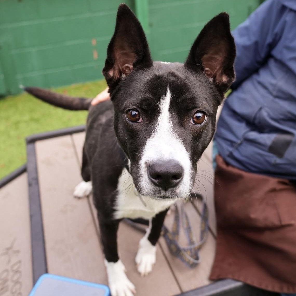 Porkchop, ADOPTABLE, Adult Female Mixed Breed.