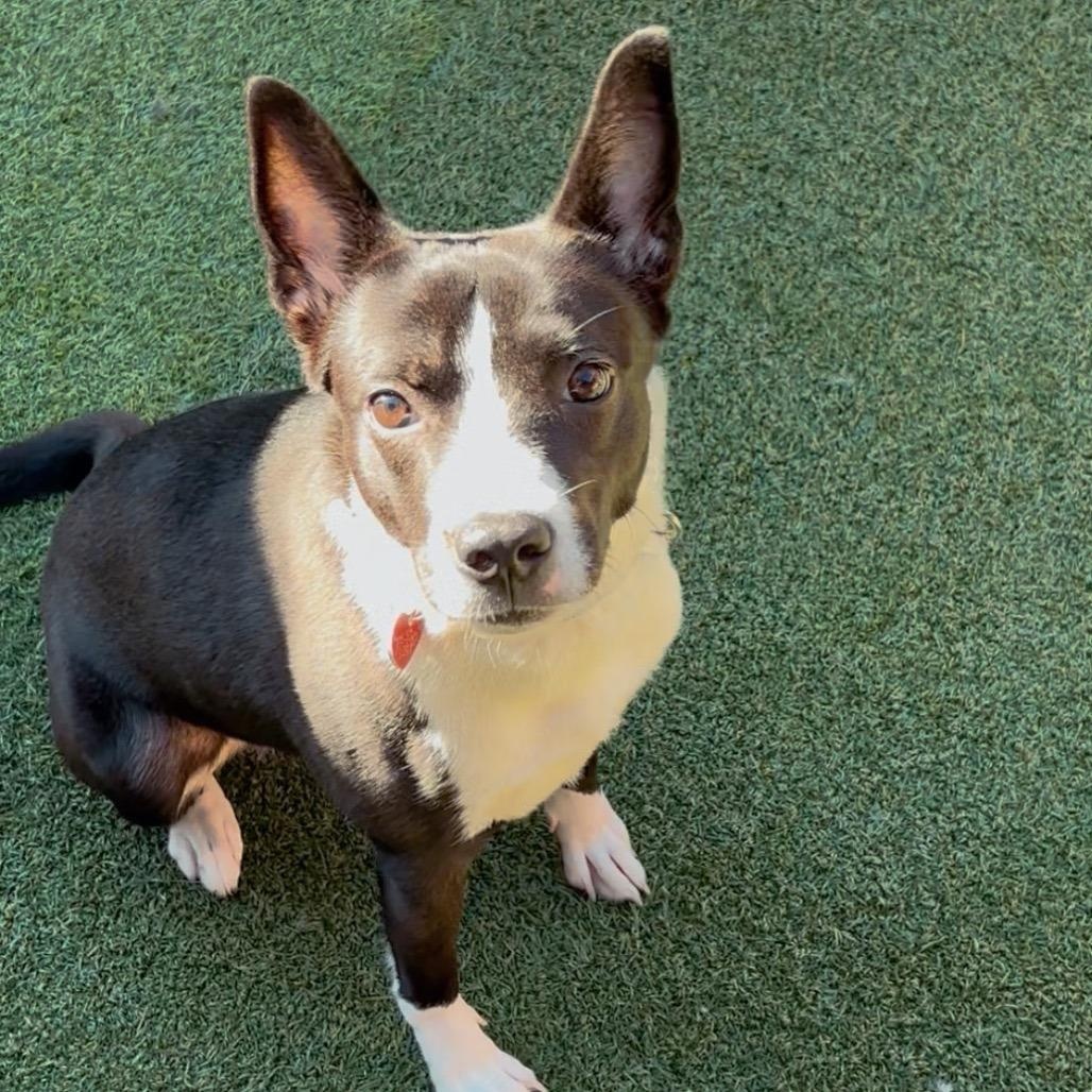 Enlarge Porkchop, a ADOPTABLE Mixed Breed in Chicago, IL image 2/5