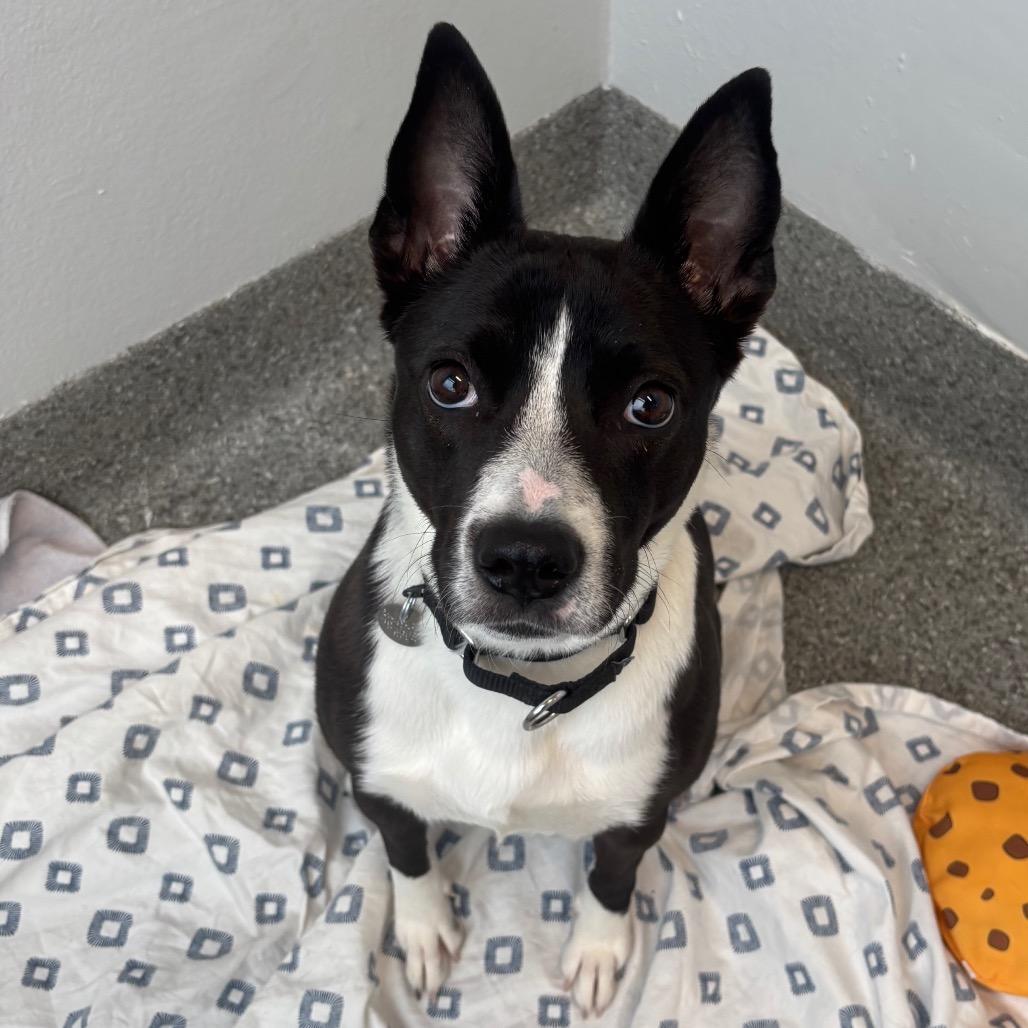 Enlarge Porkchop, a ADOPTABLE Mixed Breed in Chicago, IL image 3/5