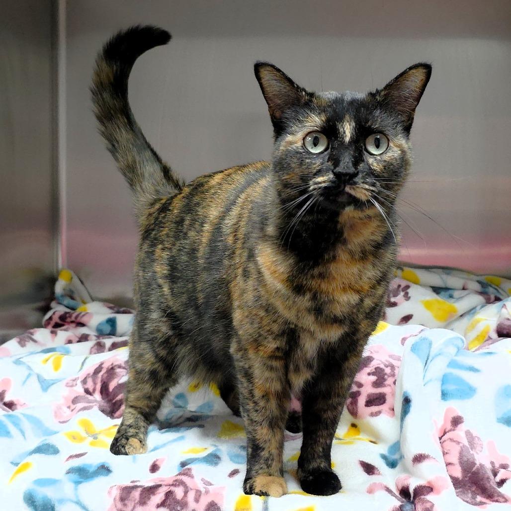 Wednesday, Adoptable, Adult Female Domestic Short Hair.