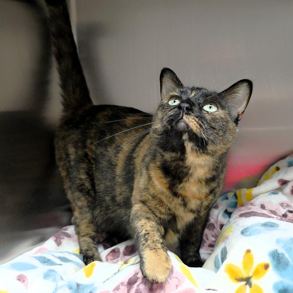 Enlarge Wednesday, a Adoptable Domestic Short Hair in Michigan City, IN image 2/6