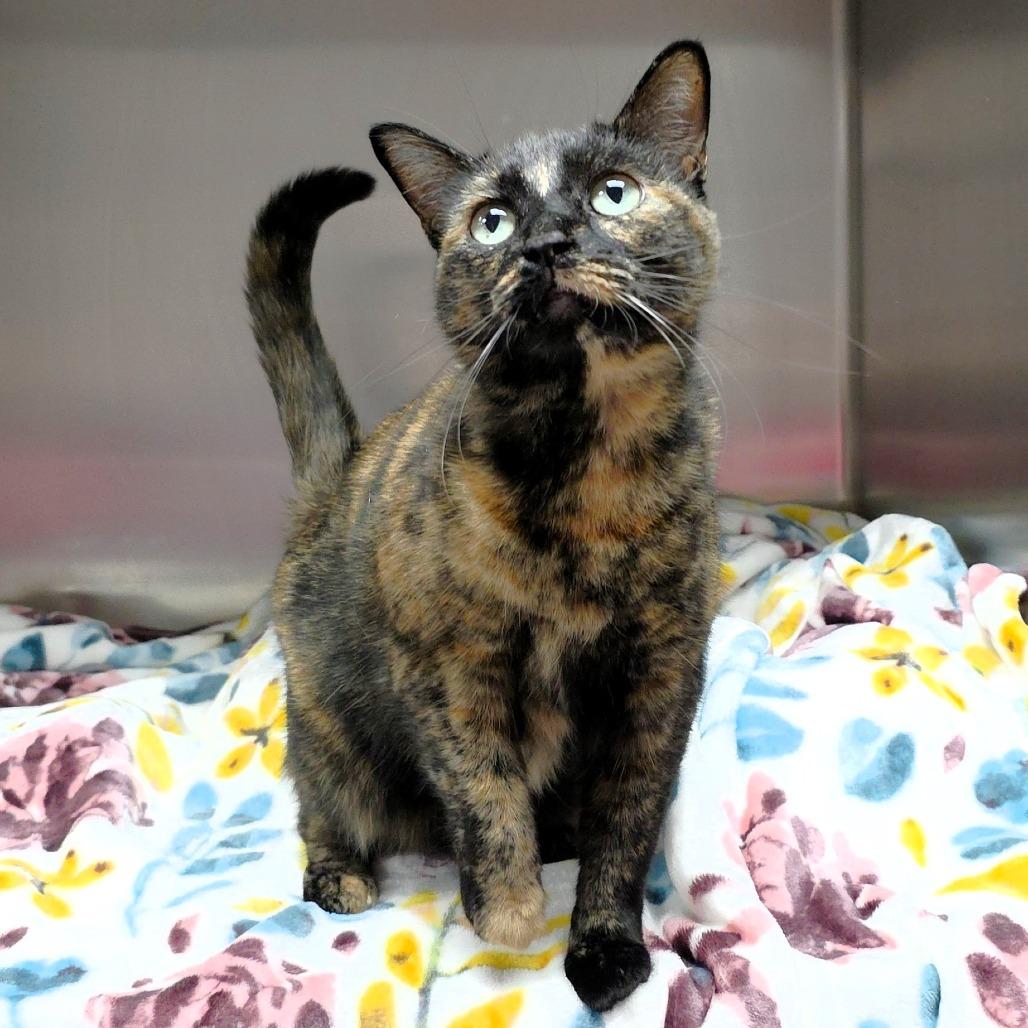 Enlarge Wednesday, a Adoptable Domestic Short Hair in Michigan City, IN image 4/6