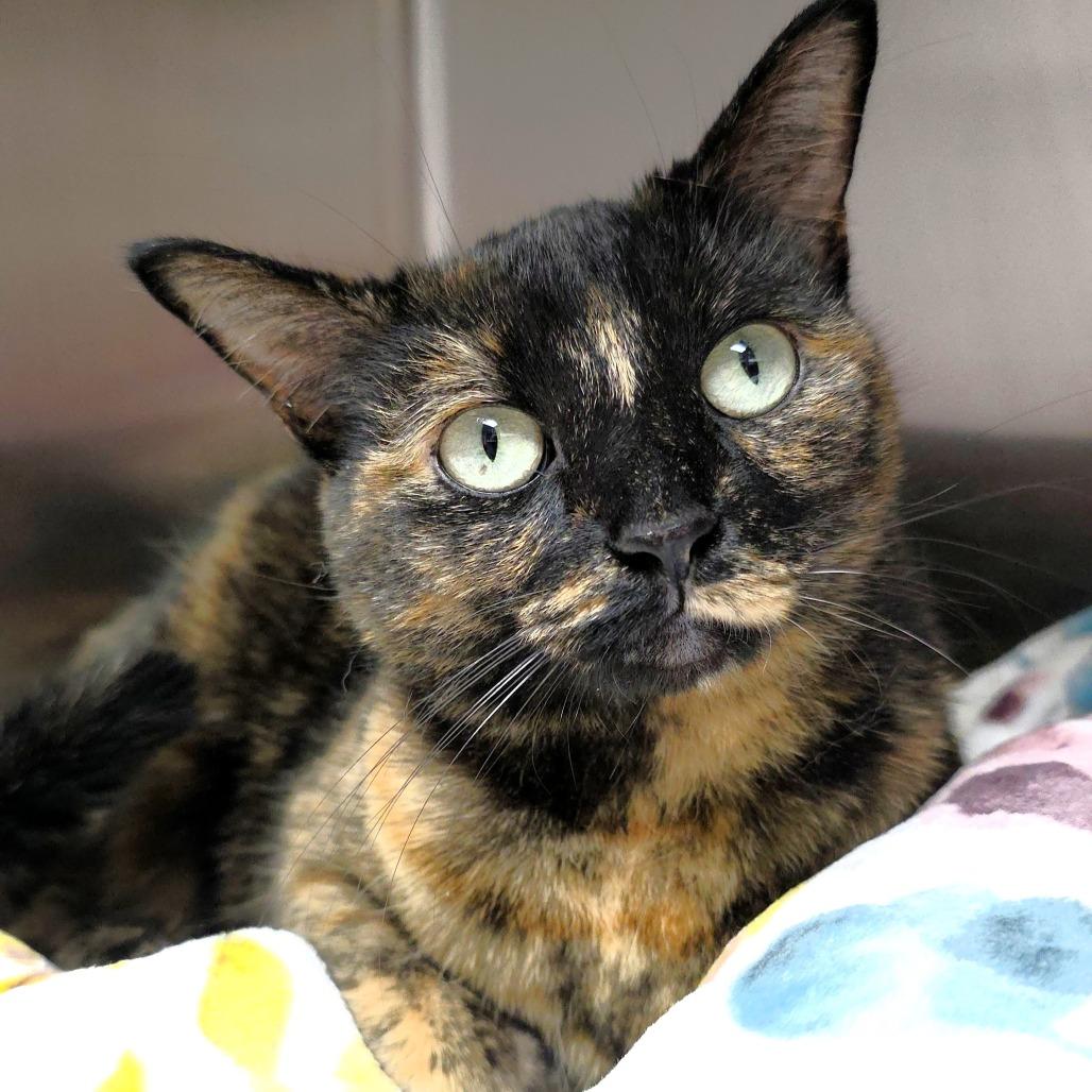 Enlarge Wednesday, a Adoptable Domestic Short Hair in Michigan City, IN image 5/6