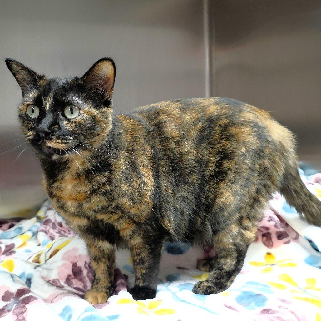 Enlarge Wednesday, a Adoptable Domestic Short Hair in Michigan City, IN image 6/6