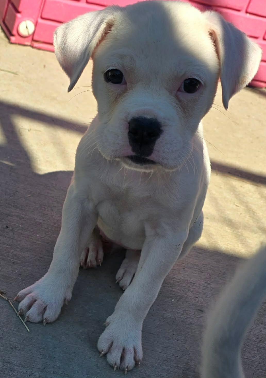 Enlarge Serrano, an adopted Mixed Breed in Kenosha, WI image 4/4