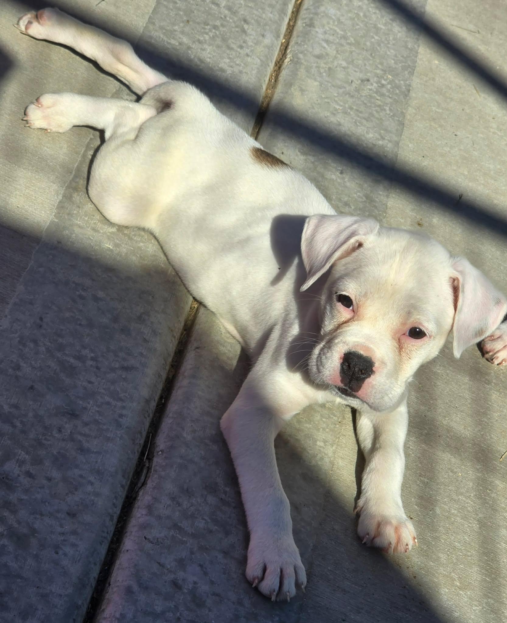Enlarge Serrano, an adopted Mixed Breed in Kenosha, WI image 2/4
