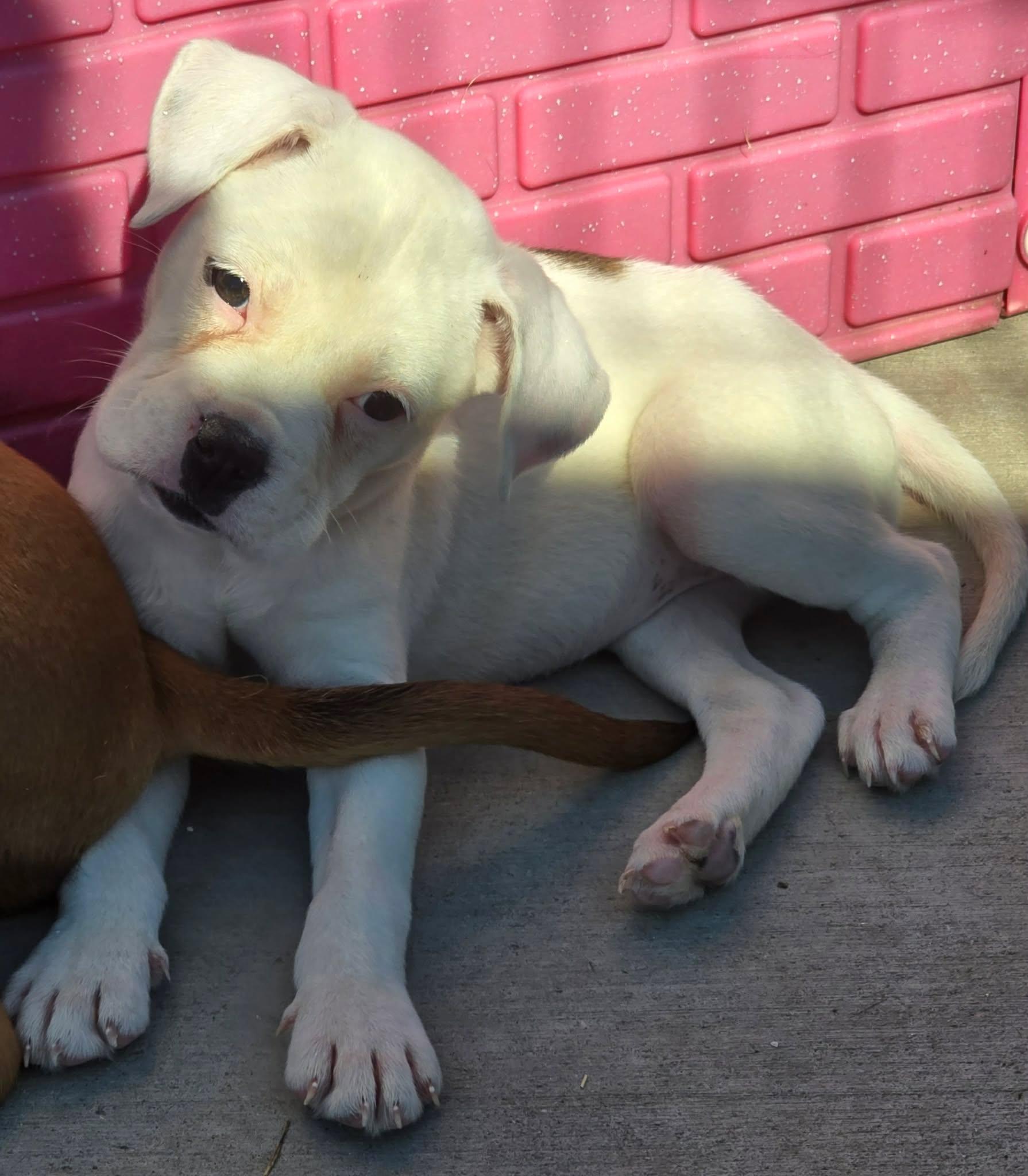 Serrano, adopted, Puppy Female Mixed Breed.