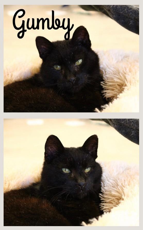 Enlarge Gumby, a Adoptable mixed breed in Pierceton, IN image 1/3