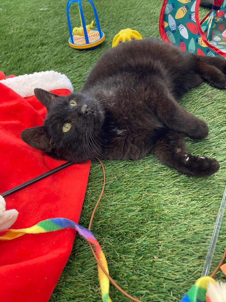 Enlarge Gumby, a Adoptable mixed breed in Pierceton, IN image 2/3