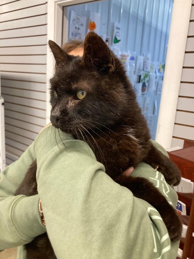 Enlarge Gumby, a Adoptable mixed breed in Pierceton, IN image 3/3