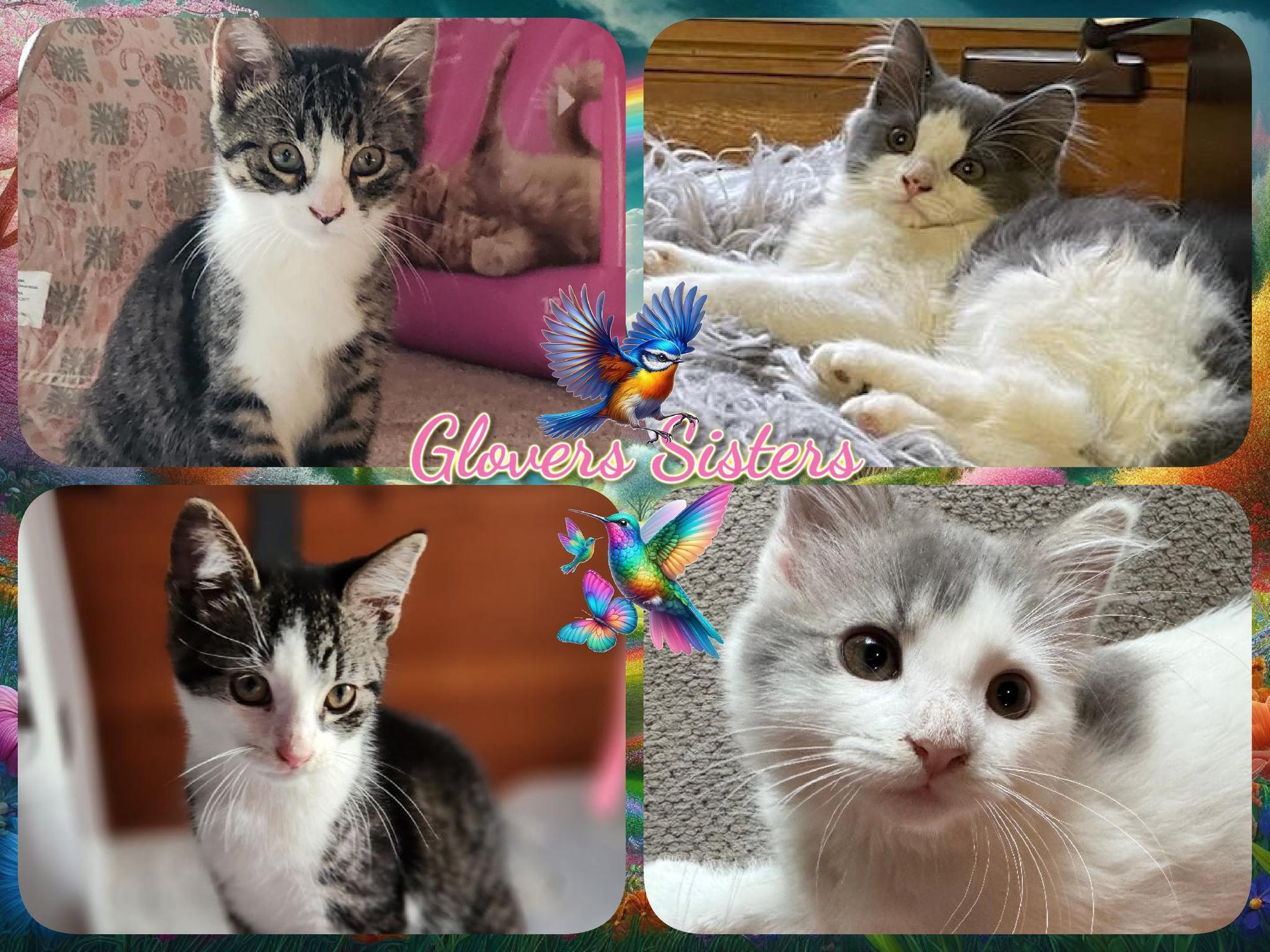 Glovers 2 Sisters photo 2
