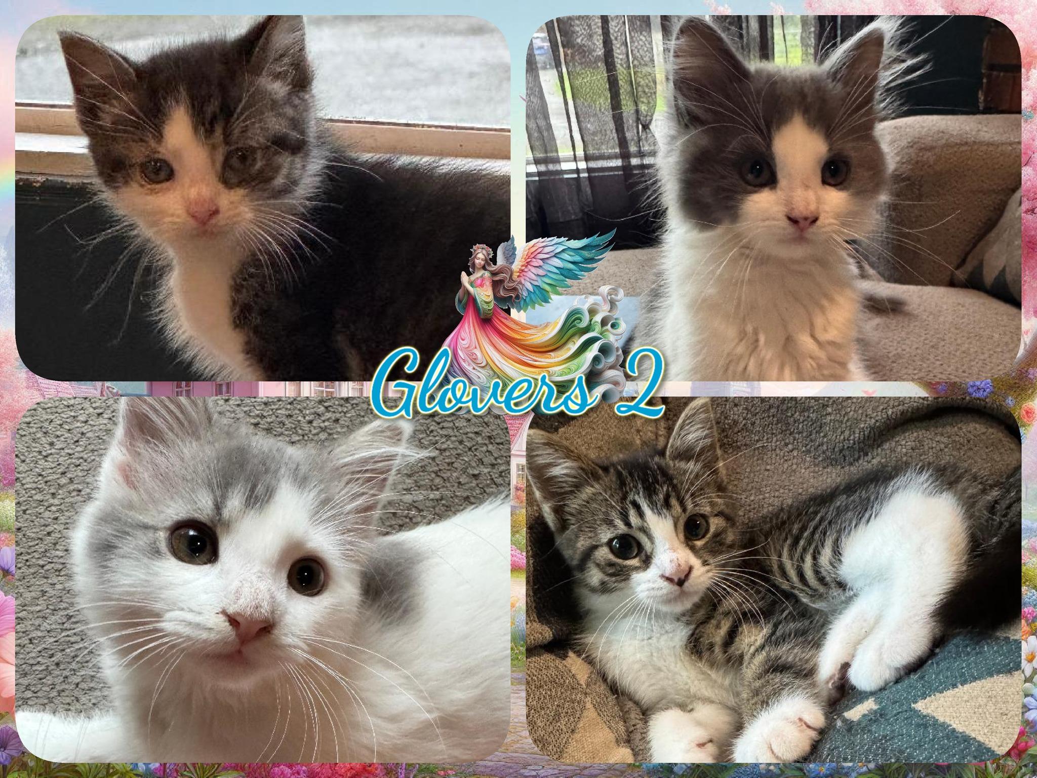 Glovers 2 Sisters, Baby Female unknown