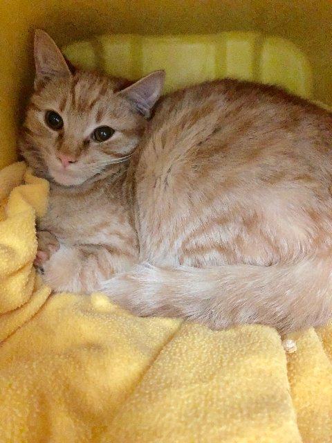 Enlarge Jack, a Adoptable mixed breed in Berlin, MD image 1/1