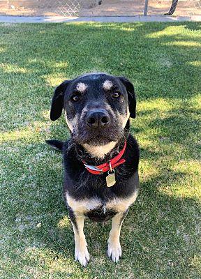 Willow, Adoptable, Adult Female Rottweiler & Shepherd.