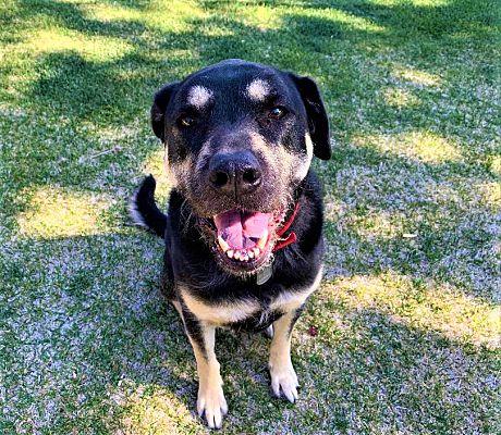 Enlarge Willow, a Adoptable mixed breed in Fallbrook, CA image 2/3