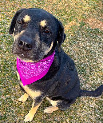 Enlarge Willow, a Adoptable mixed breed in Fallbrook, CA image 3/3