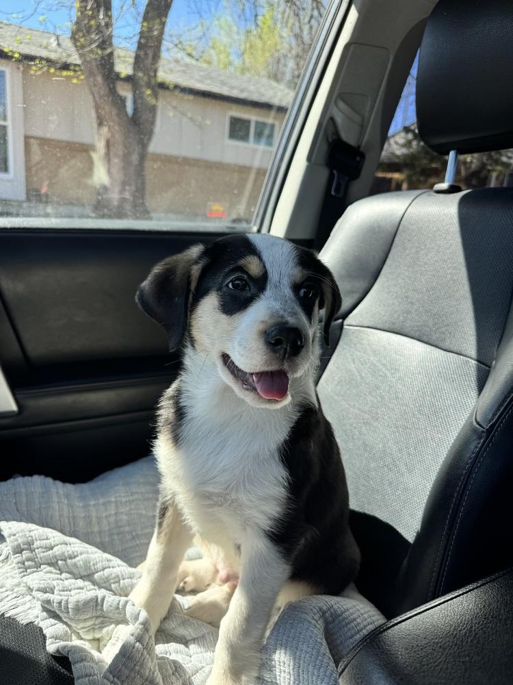 Enlarge Chester, a Adoptable mixed breed in Denver, CO image 1/6