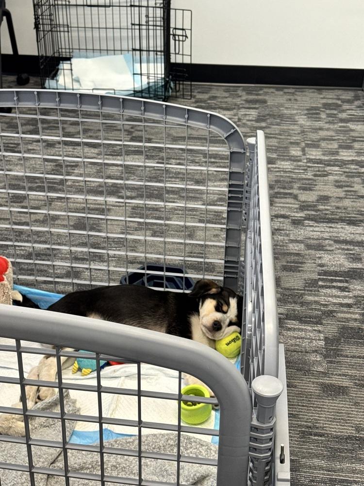 Enlarge Chester, a Adoptable mixed breed in Denver, CO image 2/6