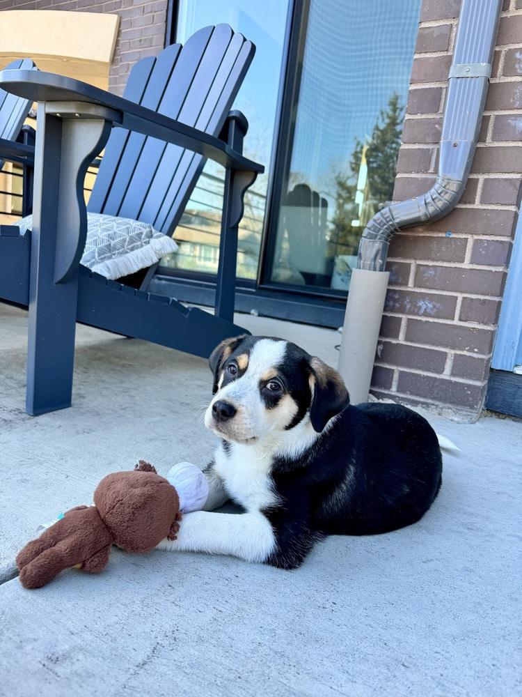 Enlarge Chester, a Adoptable mixed breed in Denver, CO image 3/6