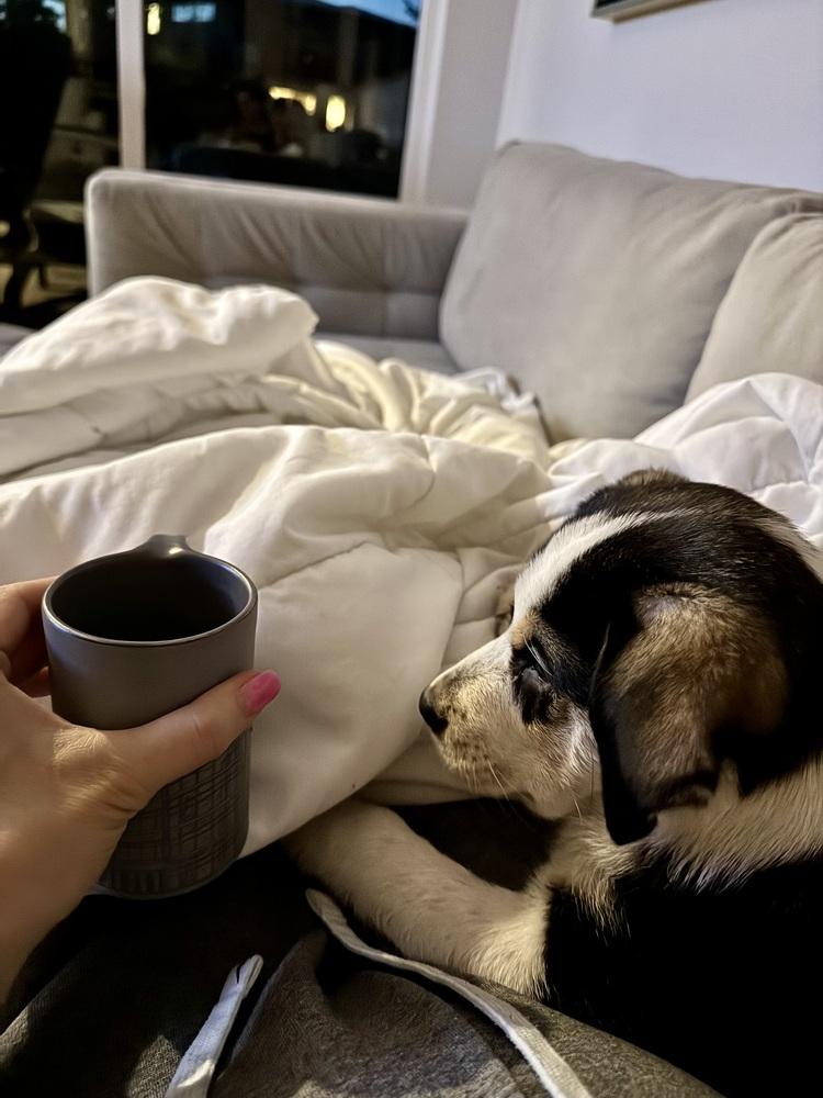 Enlarge Chester, a Adoptable mixed breed in Denver, CO image 4/6