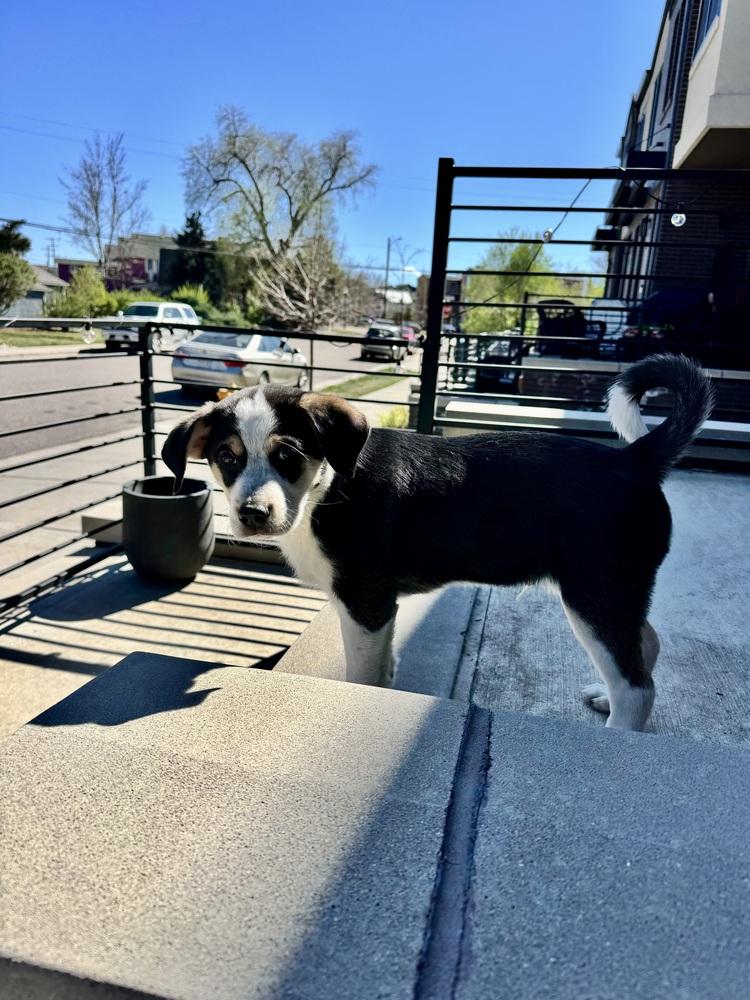 Enlarge Chester, a Adoptable mixed breed in Denver, CO image 5/6