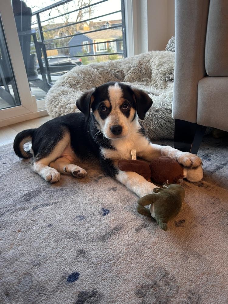 Enlarge Chester, a Adoptable mixed breed in Denver, CO image 6/6