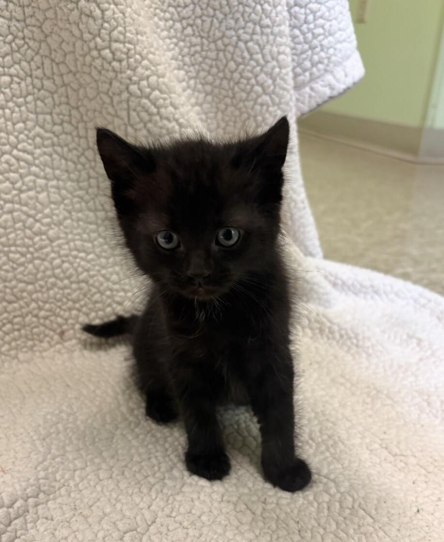 Rex, Adoptable, Young Male Domestic Medium Hair.
