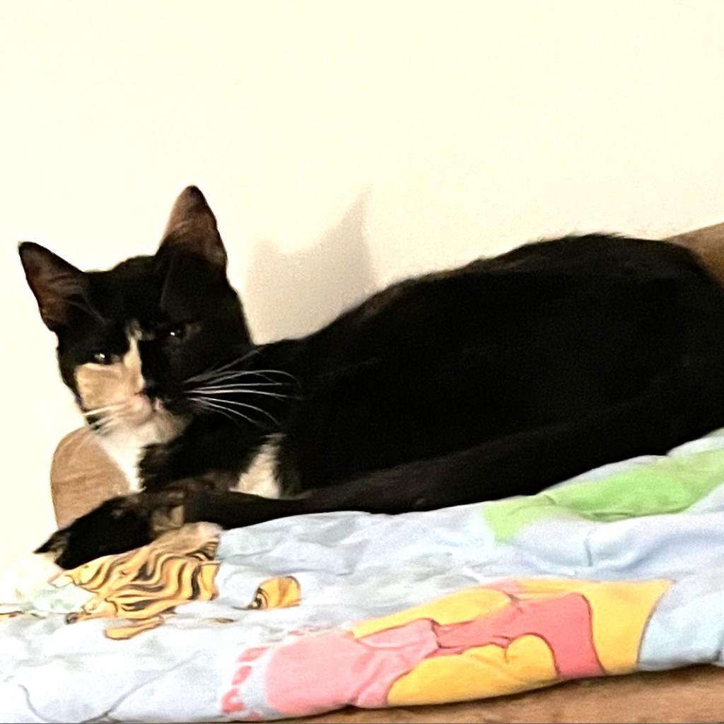 Bear Rayburn, Adoptable, Adult Female Domestic Short Hair.