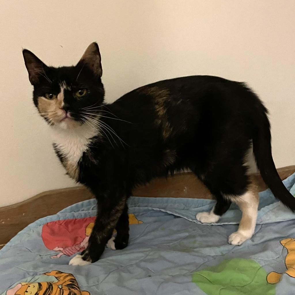 Enlarge Bear Rayburn, a Adoptable Domestic Short Hair in Woodstock, VA image 2/4