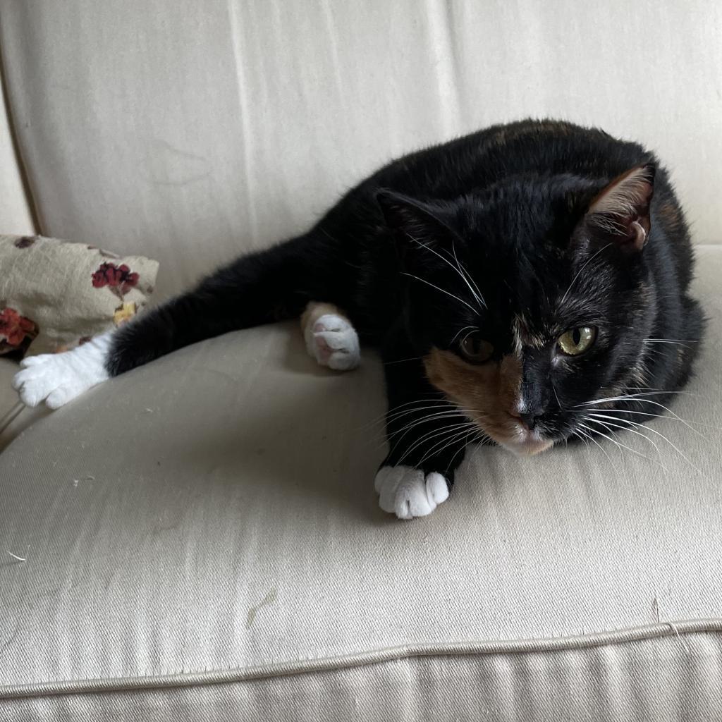 Enlarge Bear Rayburn, a Adoptable Domestic Short Hair in Woodstock, VA image 3/4