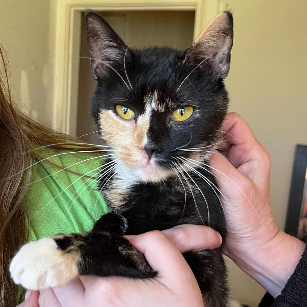 Enlarge Bear Rayburn, a Adoptable Domestic Short Hair in Woodstock, VA image 4/4