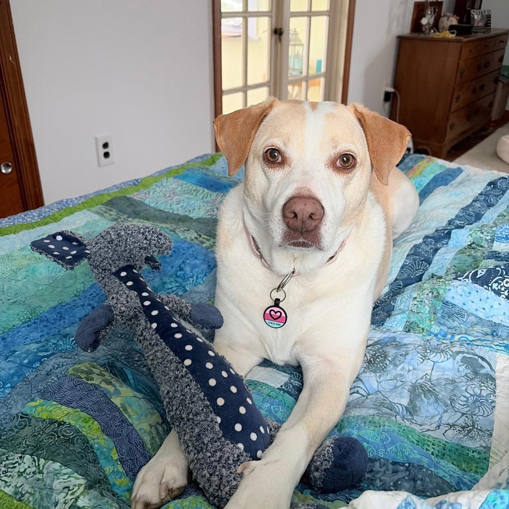 Girlie, Adoptable, Adult Female Mixed Breed.