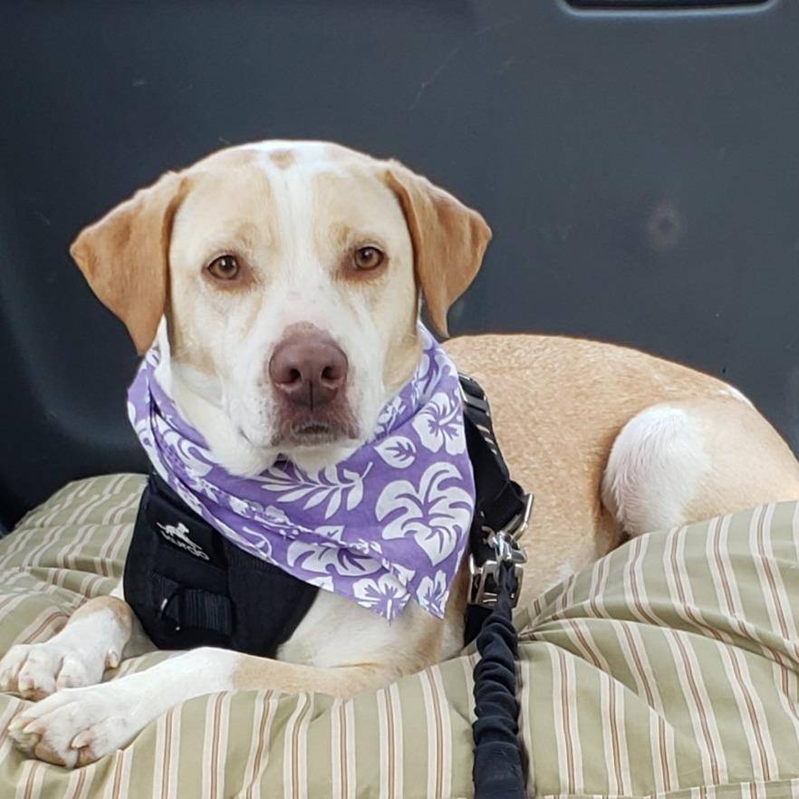 Enlarge Girlie, a Adoptable Mixed Breed in Hughesville, MD image 2/6