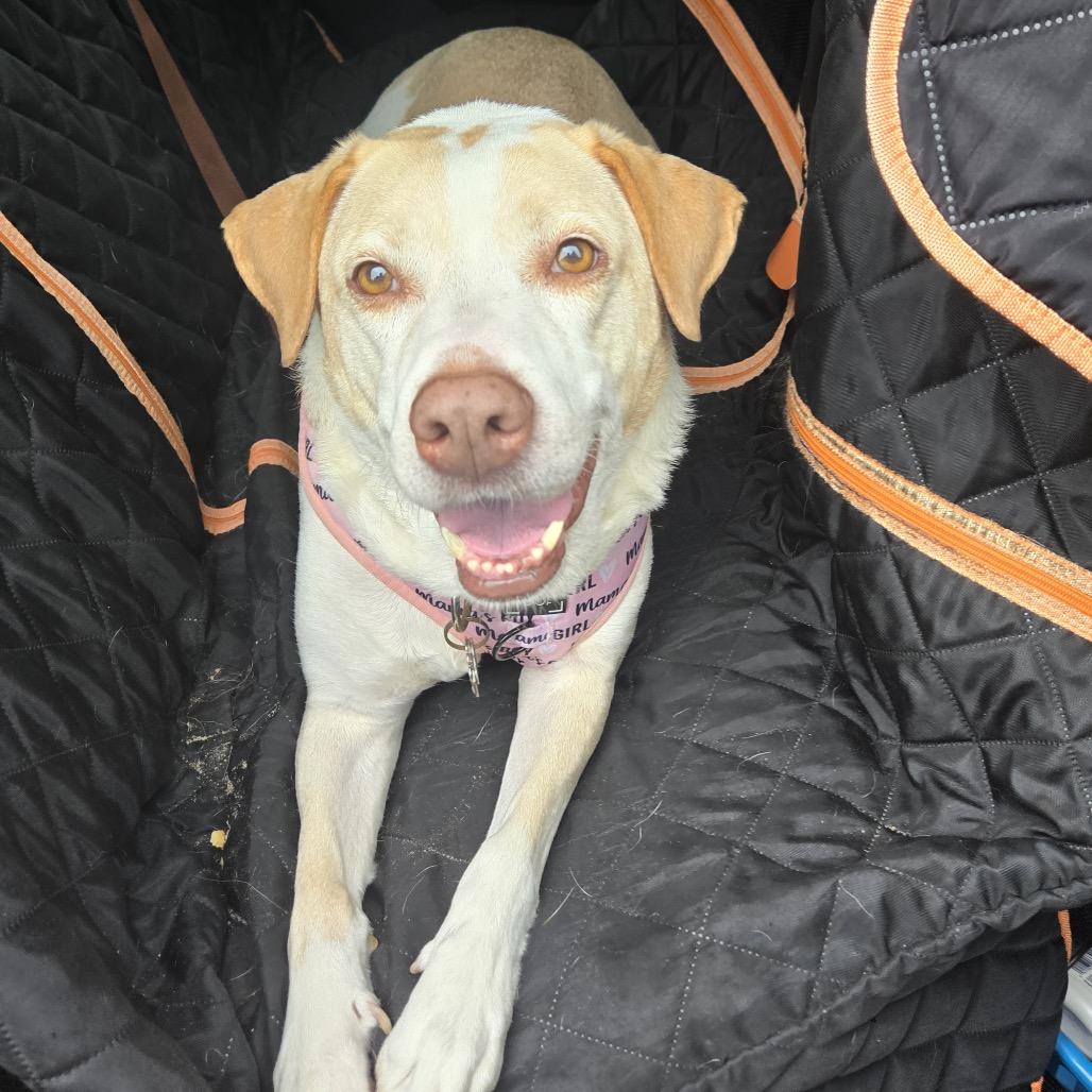 Enlarge Girlie, a Adoptable Mixed Breed in Hughesville, MD image 3/6