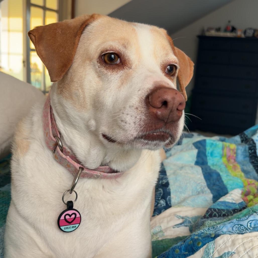 Enlarge Girlie, a Adoptable Mixed Breed in Hughesville, MD image 5/6
