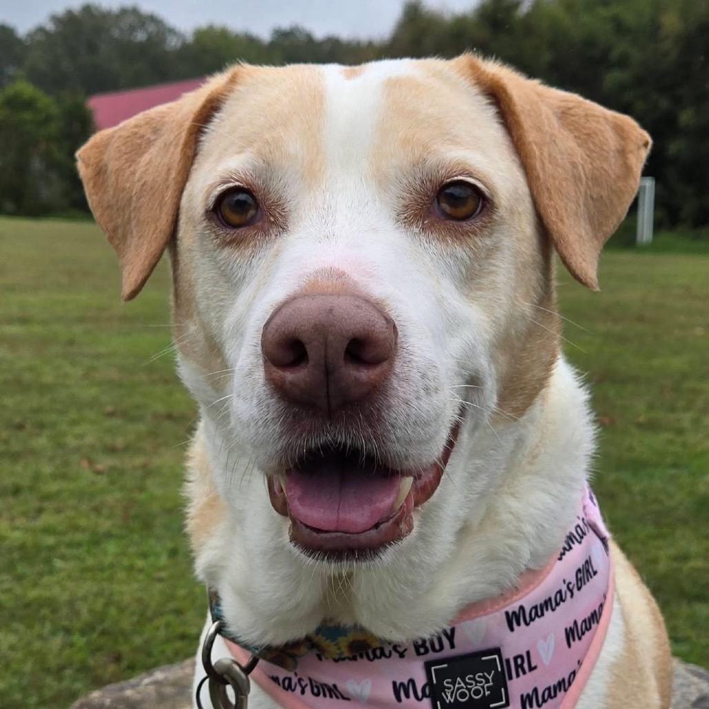 Enlarge Girlie, a Adoptable Mixed Breed in Hughesville, MD image 4/6