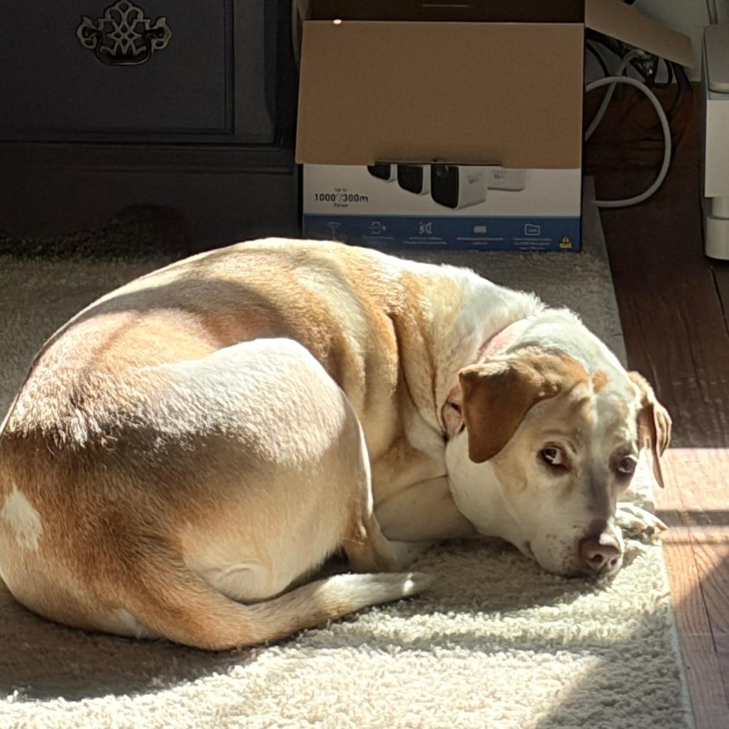 Enlarge Girlie, a Adoptable Mixed Breed in Hughesville, MD image 6/6