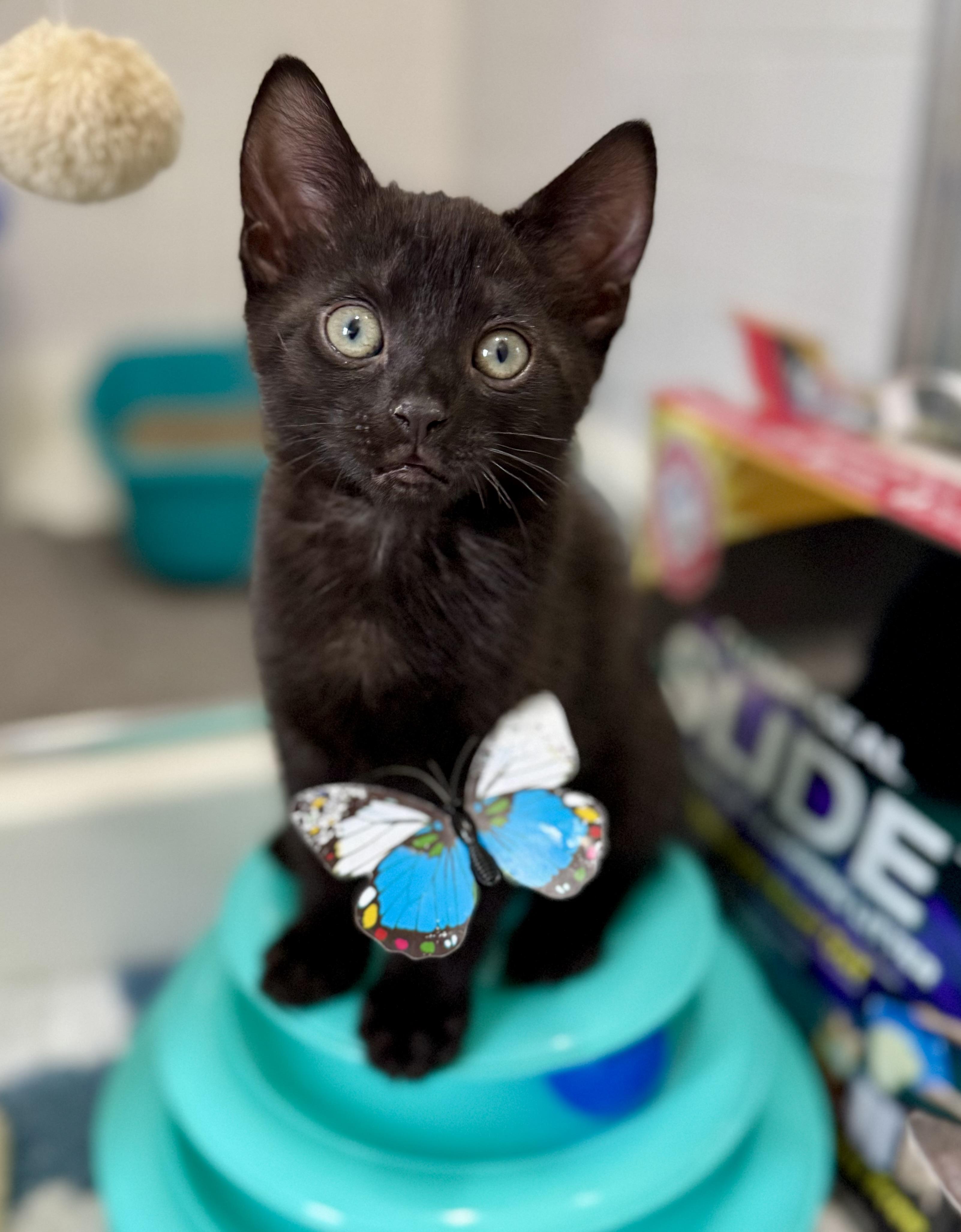 Timothy, a Adopted Domestic Short Hair in Montclair, NJ image 1/6