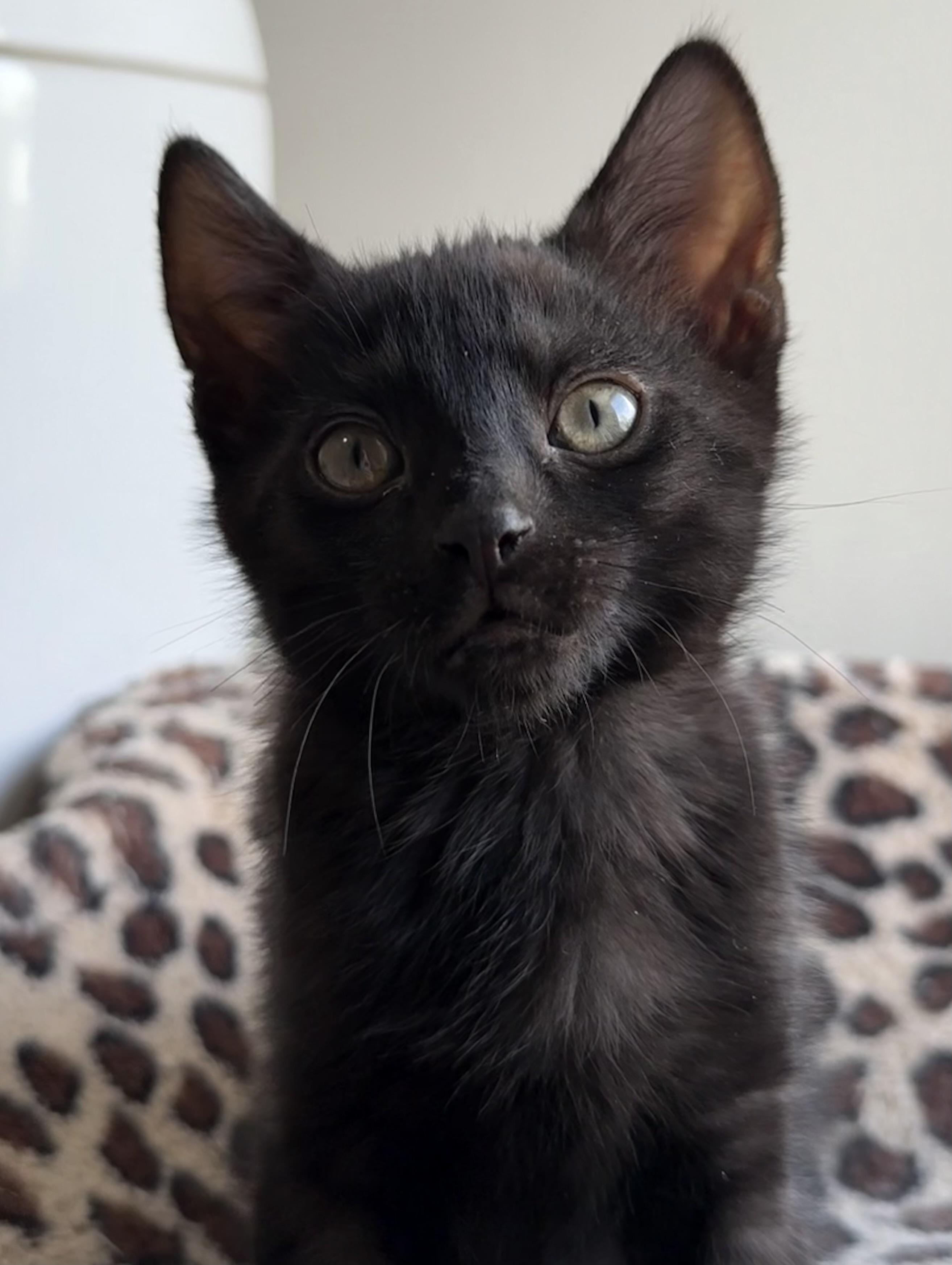 Timothy, a Adopted Domestic Short Hair in Montclair, NJ image 2/6