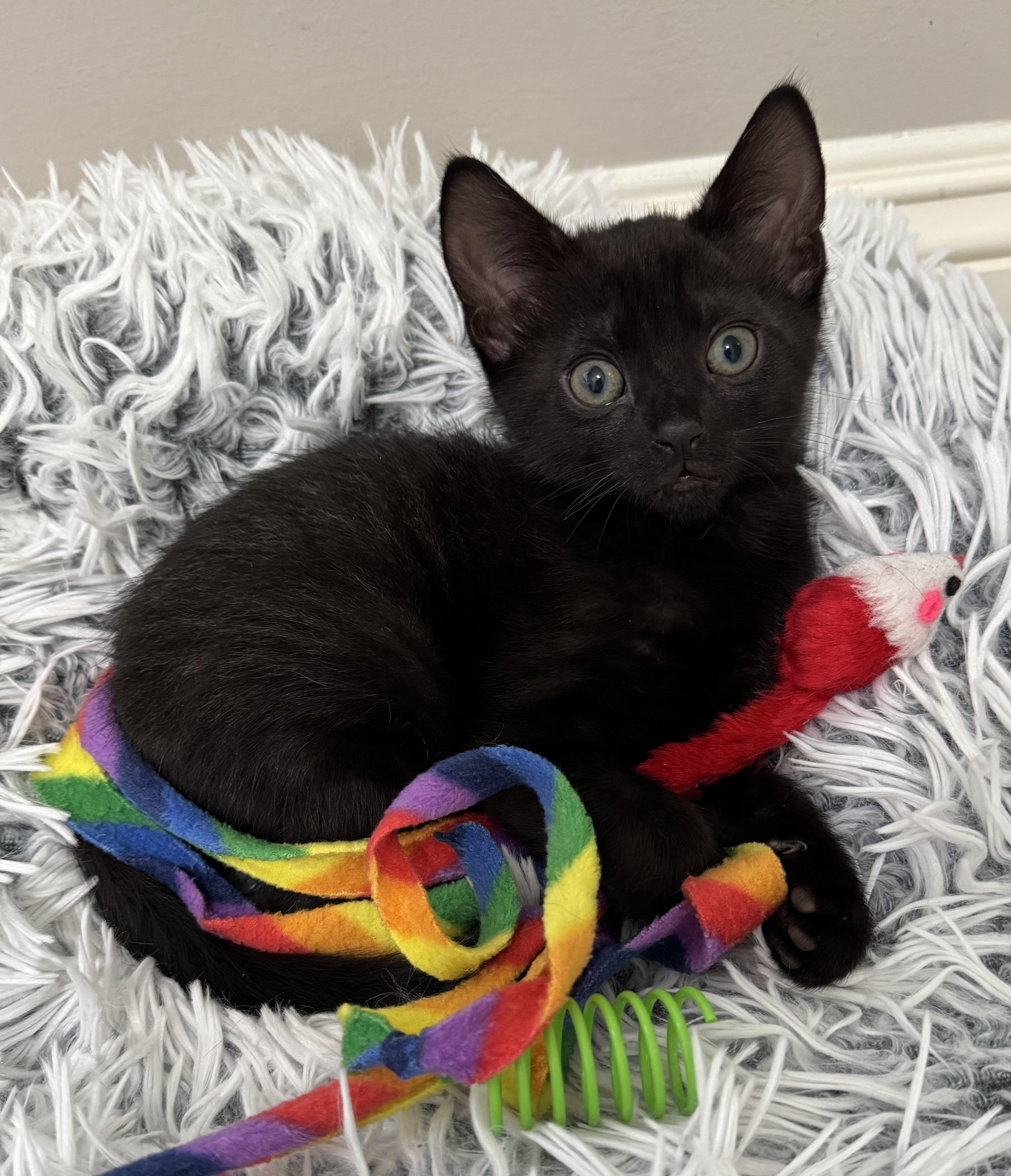 Timothy, a Adopted Domestic Short Hair in Montclair, NJ image 3/6