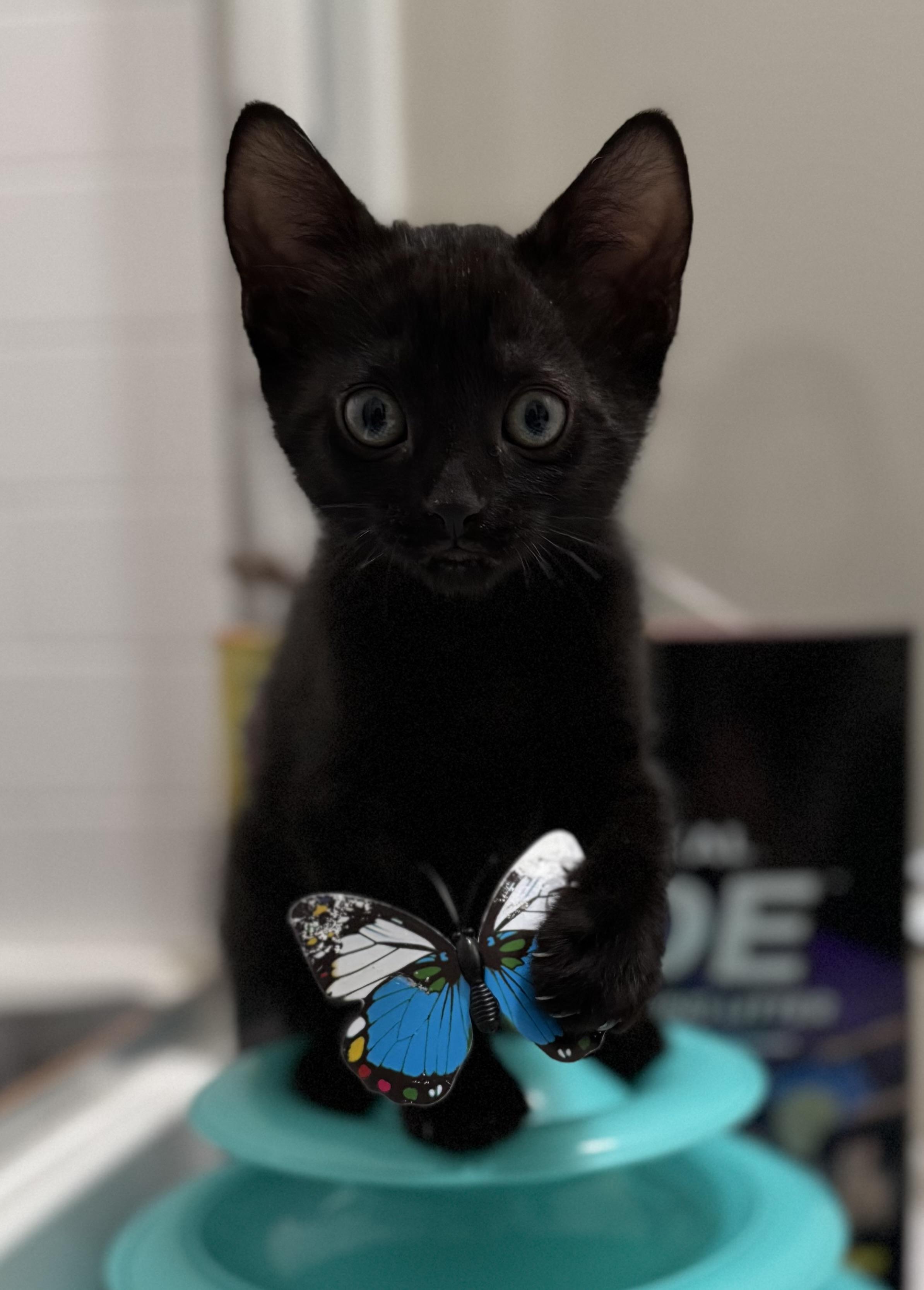 Timothy, a Adopted Domestic Short Hair in Montclair, NJ image 4/6