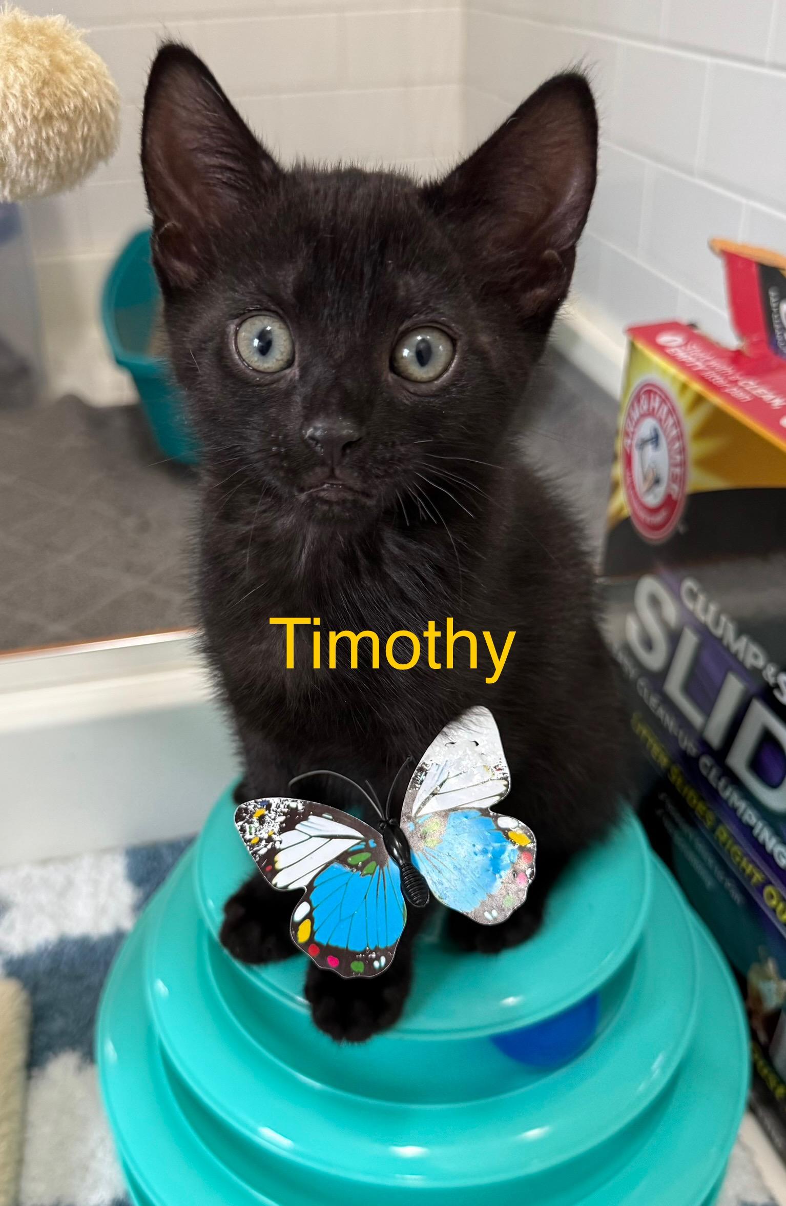 Timothy, a Adopted Domestic Short Hair in Montclair, NJ image 5/6