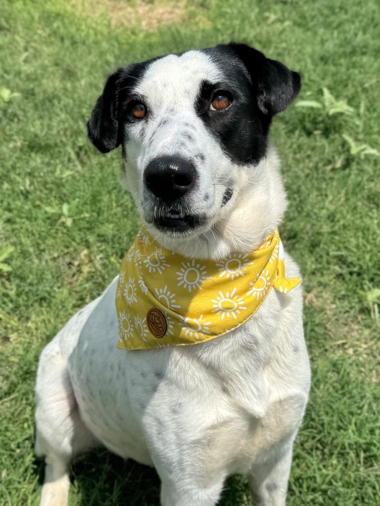 Remi, Adoptable, Young Female Pointer.