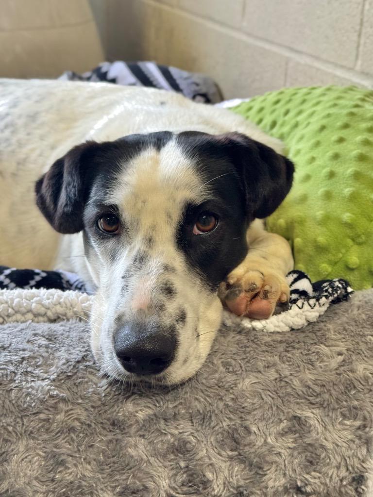 Remi, a Adoptable Pointer in Canyon Lake, TX image 2/6