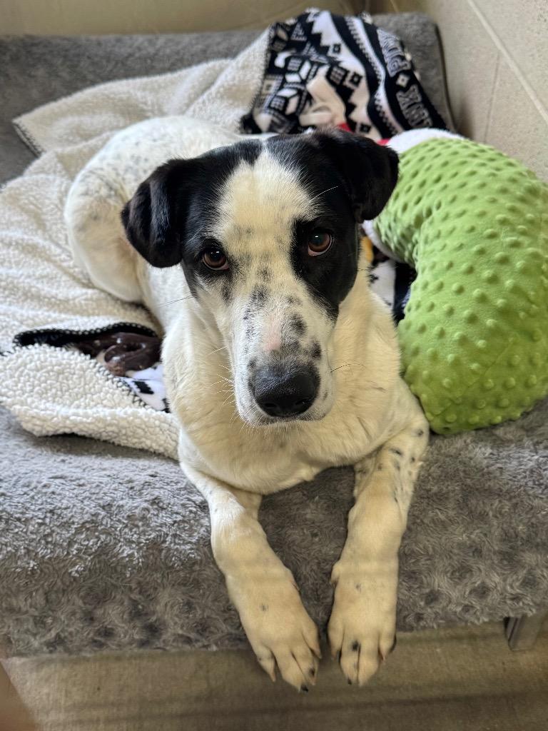 Remi, a Adoptable Pointer in Canyon Lake, TX image 3/6