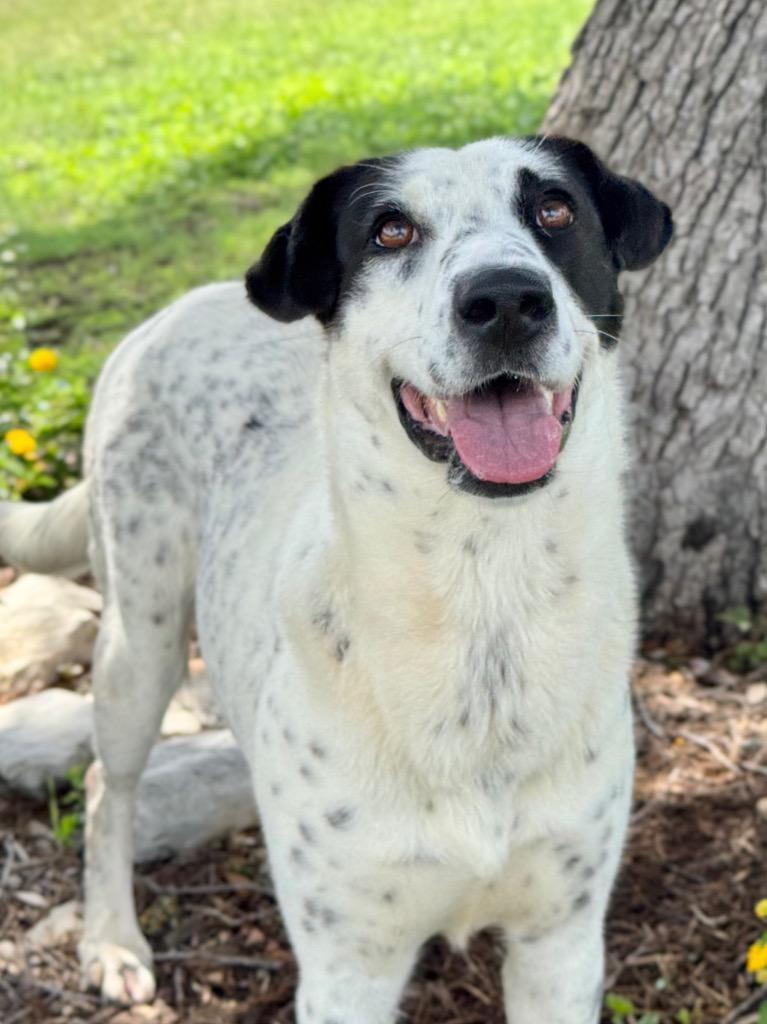 Remi, a Adoptable Pointer in Canyon Lake, TX image 2/5