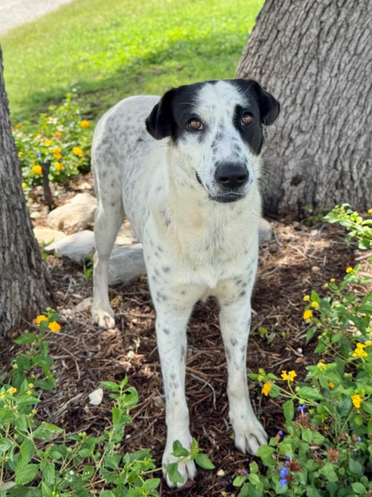 Remi, a Adoptable Pointer in Canyon Lake, TX image 3/5