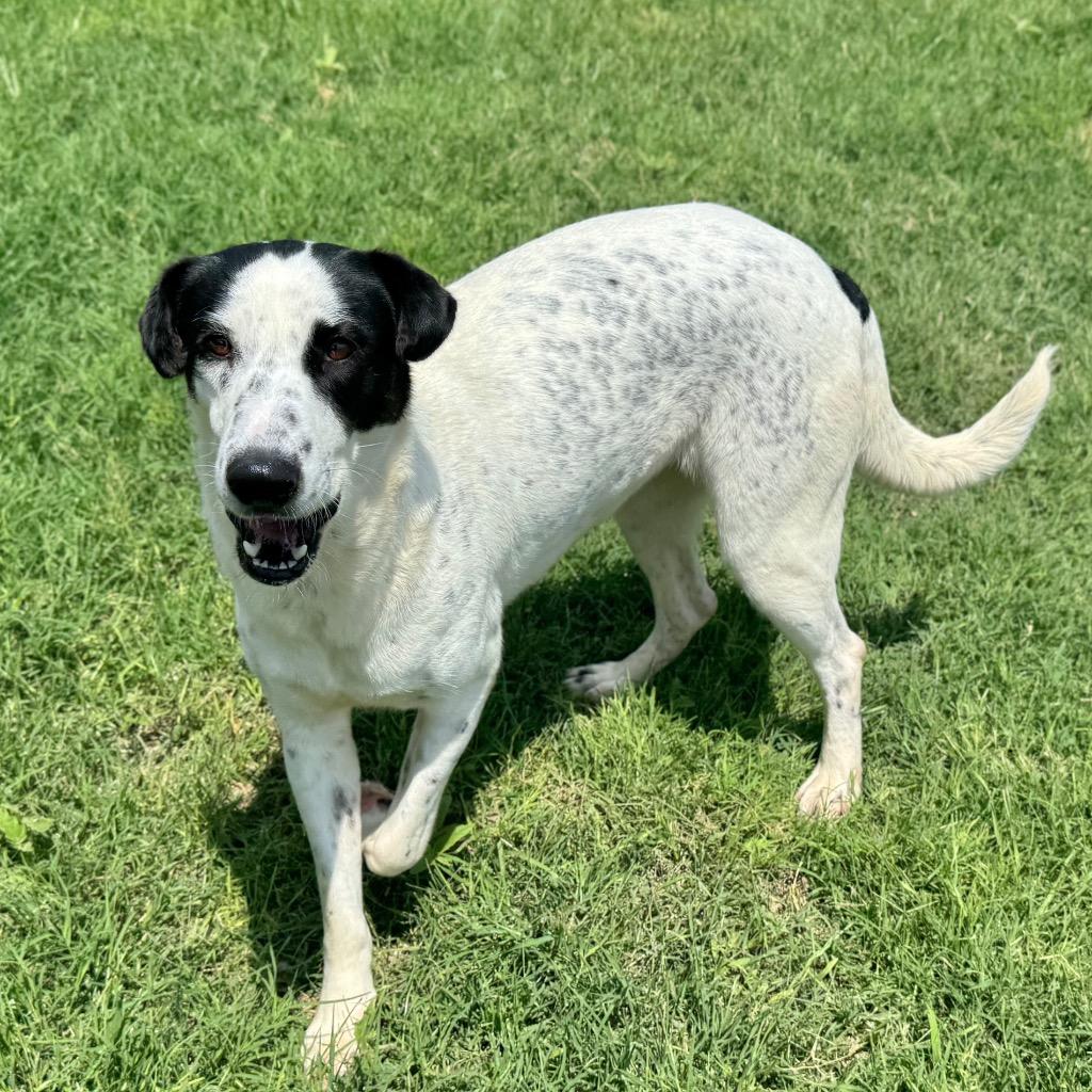 Remi, a Adoptable Pointer in Canyon Lake, TX image 4/6